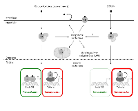 Figure 1: Genomic and non-genomic mechanisms of GR-mediated signaling. 