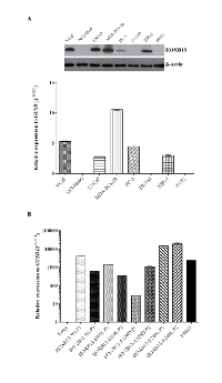 Figure 1: HOXB13 expression in cell lines and PNT2-derived cell line models. 