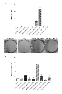 Figure 3: Impact of de novo overexpression of HOXB13- Wt and HOXB13 variants in anchorage-independent growth and invasion.