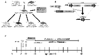 Figure 1: A. shows the four different mouse genotypes (wild type, Brg1-knockout, Brm-null and DKO) and the means by which they were generated. B. illustrates the process by which the Brg1-knockout mice were generated; Brg1 exons 16 and 17 were  anked by LoxP sites [45]. Upon tetracycline administration, the Cre enzyme was expressed, which then cleaved the LoxP sites, resulting in a deletion of these two exons. C. shows the experimental design of the Brg1 and Brm knockout model, which results in tumor development. Ethyl carbamate and tetracycline administration occurred at 8 and 12 weeks, respectively. Adenoma development occurred at 12 weeks followed by progression and the development of malignant adenocarcinomas beginning at 22 weeks. No further tumors were found in these mice at 60 weeks and thus the experiment was ended.