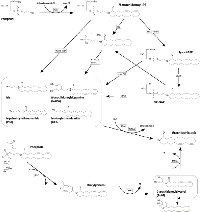 Figure 1: Pathways for the synthesis and degradation of N-actetylethanolamines (NAE) and 2-arachidonoylglycerol (2- AG). 