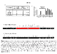 Figure 1A shows the results from sequencing 20 adenocarcinomas from each of the four different mouse phenotypes.
The tumors from Brm-positive mice (wild type and Brg1 knockdown phenotypes) harbored 16/20 and 13/20 Trp53 mutations, respectively, while tumors from Brm-negative mice (Brm-null or double knockout phenotypes) harbored 1/20 and 0/20 Trp53 mutations, respectively. Figures 1B and 1C show the distribution of Trp53 mutations along the Trp53 cDNA from Brm-positive tumors and Brm-negative tumors. The majority of mutations in the Brm-positive tumors are distributed within the Trp53 â€œhot spotâ€™ or DNA binding domain (DBD), while the p53 mutations from the Brm-negative tumors are distributed along the Trp53 cDNA: W=wild type, G=Brg1-KO, Î±=Brm-null and Î²=double knockout. Figure 1D fourteen different Trp53 cDNA clones found in both tumors from wild type and Brm-null phenotypes were introduced into the TRP53-negative cell line along with a luciferase TP53 reporter construct. The Trp53 mutations from the DNA binding domain lacked Trp53 transcription activity as measured by this TP53 luciferase reporter as compared to those Trp53 mutations derived from the other Trp53 domains.