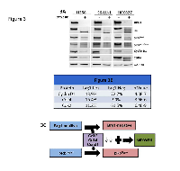 Figure 3A shows the protein expression levels as measured by western blot with antibodies to BRG1, RB1, pRB1S780, pRB1T821/826, CCND1, CDK4 and GAPDH for the three human cell lines H358, SK-LU-1 and HCC827 with (+) and without (-) BRG1 knockdown. Also shown is the effect of BRG1 suppression by shRNA knock down on RB1 phosphorylation. Cell proliferation persists (before or after BRG1 knock down) since either RB1 or BRG1 is inactivated and therefore cannot cooperate to foster RB1-mediated growth inhibition in either situation. Figure 3B shows the results of dual IF for Brg1 and Ccnd1 in the top row and the results for dual IF between Brg1 and Cdk4 and Brg1 and Cdk2 in the middle and bottom rows, respectively; p values for these comparisons are given in the column on the far right. Figure 3C illustrates the changes in Cdk2, Cdk4 and Ccnd1 as a function of Brg1 loss and how the loss of Brg1 potentially allows the Brg1-negative tumor cells to continue to grow, despite being in its active growth-inhibitory state.