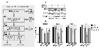 Figure 1: The functional analysis of BCL6 / STAT6 role in the sensitization of PMBL cells to current therapeutic  agents.  (A) 