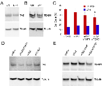 Figure 3:  TAZ-TEAD1 activation in LP-1/Cfz cells confers resistance to carfilzomib. 