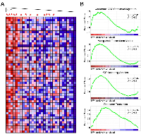 Figure 6:  Enriched MSigDB gene sets in MM patients enrolled on the TT3 protocol with high TJP1 levels at relapse. 