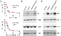 Figure  8:  Cytotoxic  activity  of  translation  inhibitors  against  LP-1/Cfz  cells. 