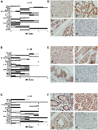 Figure 1:  β-AR receptor protein expression in normal tissues. 