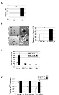 Figure 3:  Elevated levels of Spy1 protein promote  neuroblastoma progenitor self renewal. 