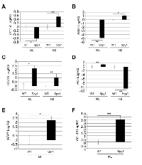 Figure 4:  Spy1 regulation of stemness and neural  lineage commitment is controlled by extracellular  microenvironment. 