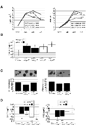 Figure 5:  Depletion of Spy1 in neuroblastoma decreases cell proliferation and clonality. 