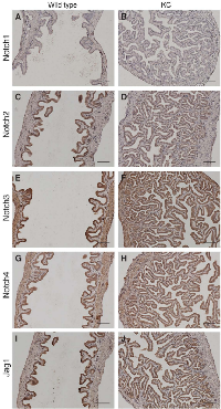 Figure 3:  Expressions of Notch receptors and Jag1 ligand in the mouse gallbladder.