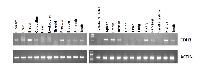 Figure 1: Semi-quantitative analysis of (CDH3) expression in pooled RNA from normal human tissues