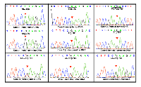 Figure 1: Direct genomic DNA sequencing of ZFX R767/768 mutations. 