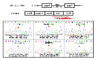 Figure 2:  Expression of mutation-bearing ZFX  alleles in parathyroid adenomas. 