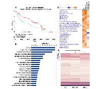 Figure 1: Low mitochondrial energy function promotes cancer signaling. 