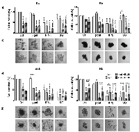 Figure 3:  Effect of bleomycin (BLM) on the sensitivity of melanoma cells monolayers and spheroids to interferon-β  (IFNβ)  gene  and  suicide  gene  (SG)  system  (HSVtk/GCV)  as  described  in  Materials  and  methods. 