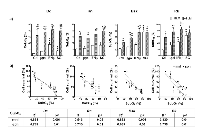 Figure 4:  Effects of IFNβ gene and SG (HSVtk/GCV) lipofection in the absence or presence of BLM on apoptotic- necrotic cell death of melanoma cells.