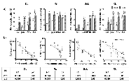 Figure 5:  Effects of IFNβ gene and SG (HSVtk/GCV) lipofection in the absence or presence of BLM on necrotic cell  death of melanoma cells. 