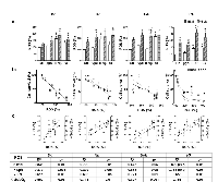 Figure 6:  Effects of SG (HSVtk /GCV ) and IFNβ lipofection in the absence or presence of BLM on intracellular reactive  oxygen species (ROS) production by melanoma cells. 