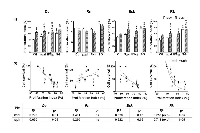 Figure 7:  Effects of SG (HSVtk /GCV) and IFNβ lipofection in the absence or presence of BLM on the proliferation  index (PIx) of melanoma cells. 