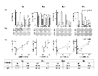 Figure 8:  Clonogenic forming capacity of the surviving melanoma cells to SG (HSVtk /GCV ) and IFNβ lipofection in  the absence or presence of BLM relative to the number of seeding cells, as described in Materials and methods. 