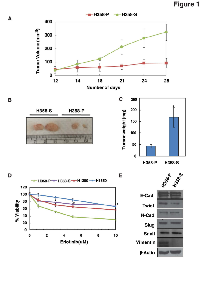 Figure 1:  Chronic exposure to cigarette smoke enhanced tumorigenicity and erlotinib resistance in NSCLC. 