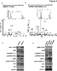 Figure 2:  Representative MS and MS/MS spectra of hyperphosphorylated peptide of in H358 smoke-exposed cells. 