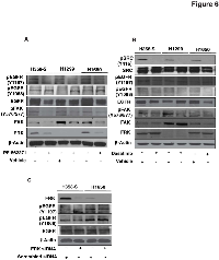 Figure 6:  Western blot analysis depicting phosphorylation status of EGFR upon FAK and SRC inhibition in H358-S  and in a panel of smoker-derived cell lines (H1299 and H1650). 