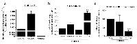 Figure 4:  Collagen genes of TU-BcX-2O0 are altered by treatment with LBH589.  (A) 