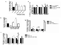 Figure 4:  The anti-proliferative effect of Resminostat is associated with increased Caspase activities and the alteration  of BCL-x and cell cycle family genes.  (A) 