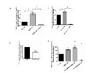 Figure 9:  17-AAG inhibited the pro-inflammatory gene NFκB (p65) at both RNA and protein levels.  (A) 