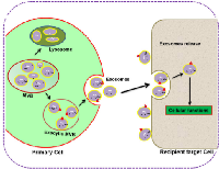 Figure 1: Biogenesis, secretion, and uptake of primary  cell-derived exosomes in the target cells. 