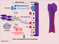 Figure 2:  Bone marrow-MSC derived exosomes  enhance bone regeneration by orchestrating a  coordinated regulation of osteogenesis, angiogenesis,  and osteoclastogenesis. 