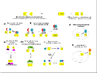 Figure 1:  Summary of luciferase fragment complementation strategies. 