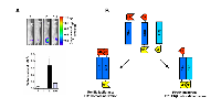 Figure 2:  Imaging estrogen receptor biology. 