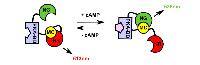 Figure 3:  Dual wavelength ratiometric sensor for imaging cAMP levels. 