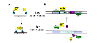 Figure 4:  Imaging of DNA methylation. 