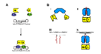 Figure 5:  Imaging of RNA transcripts. 