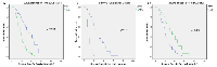 Figure 2:  (A) BRCA1, (B) Gender  and (C) γH2AX impact on OSCC patients survival times.