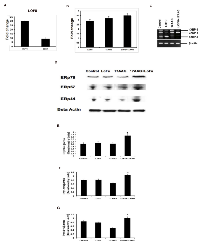 Figure 2:  LOFU induces UPR. 