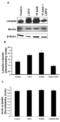 Figure 4:  LOFU+17AAG treatment inhibits Chaperone  Mediated Autophagy (CMA) in RM1 tumor cells.  (A &  B) 