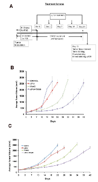 Figure 5:  Tumor growth retardation of murine  and human prostate tumors after LOFU+17AAG  treatment. 