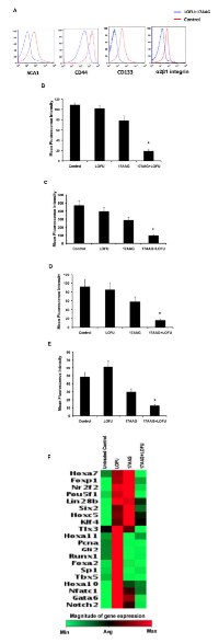 Figure 6:  LOFU+17AAG treatment reduces the  expression of prostate cancer stem cell markers in  RM1 cells. 