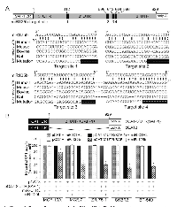 Figure 1: Human SAF-1 is a direct target of microRNA-125b (miR-125b).  (A) 