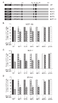 Figure 2: Mutational analysis of miR-125b-responsive elements. 