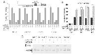Figure 4:  miR-125b suppresses SAF-1 activity that induces VEGF expression. 