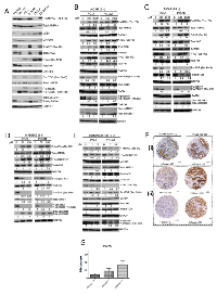 Figure 1: Analysis of the AMPK and PI3K pathways in prostate cancer in vitro and in vivo. 