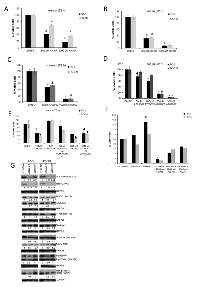 Figure 2:  Treatment with AICAR or A-769662 suppressed proliferation in PC3 and PC3M cells. 