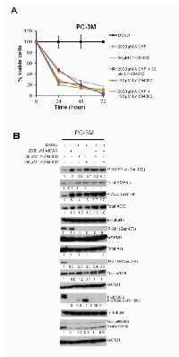 Figure 5:  Treatment with AICAR or LY-294002 alone  or in combination in PC3M cells. 